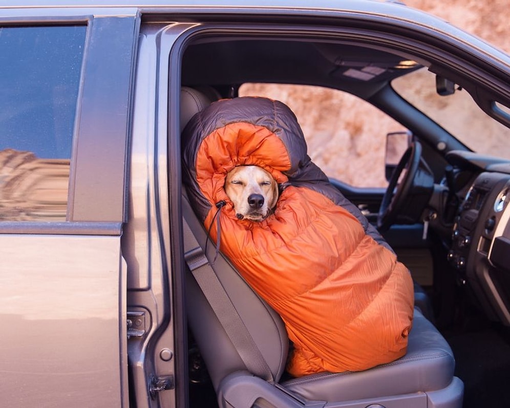 Fotoğraf Sanatçısı Sahibine Çıktığı Gezilerde Eşlik Eden Yetenekli Köpek Maddie