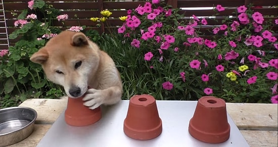 Köpeğin IQ'sunu Test Etmek İçin Karşılıklı 'Bul Karayı Al Mamayı' Oynayan Adam