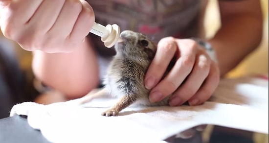 Süt İçerken Sevimlilik Patlaması Yaşayan Yavru Tavşan