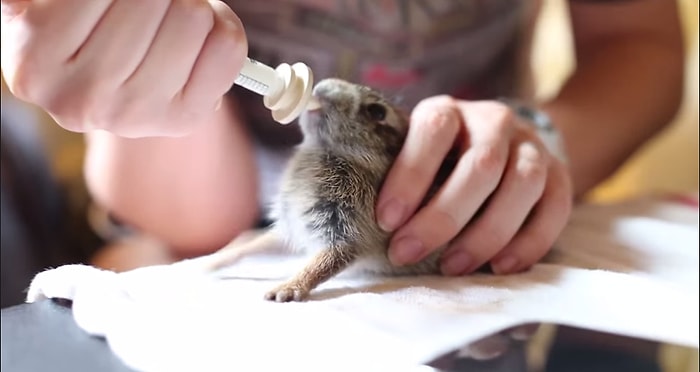 Süt İçerken Sevimlilik Patlaması Yaşayan Yavru Tavşan