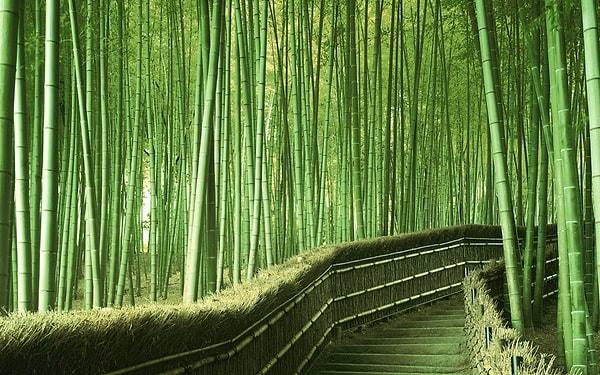 19. Bambu Ormanı - Kyoto, Japan