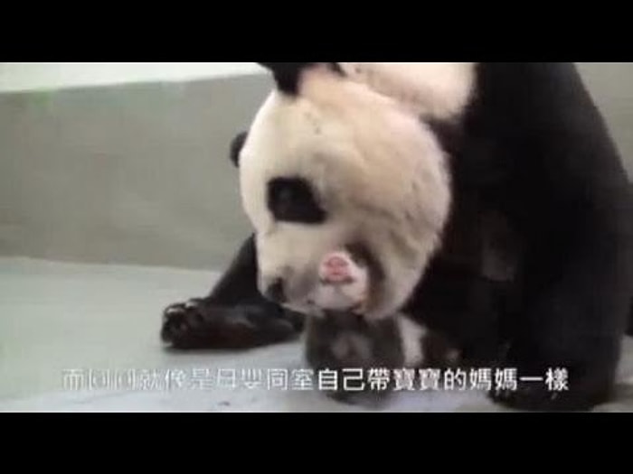 İlk Kez Annesiyle Karşılaşan Bebek Panda