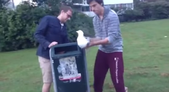 Ayağı Çöp Kutusuna Sıkışan Martıyı Kurtaran İyi İnsanlar