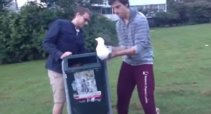 Ayağı Çöp Kutusuna Sıkışan Martıyı Kurtaran İyi İnsanlar