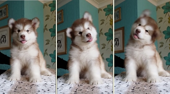 Dili Dışarıda Kafasını Sağa Sola Sallayan Şapşal Köpek