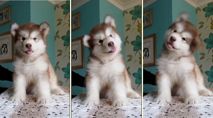 Dili Dışarıda Kafasını Sağa Sola Sallayan Şapşal Köpek