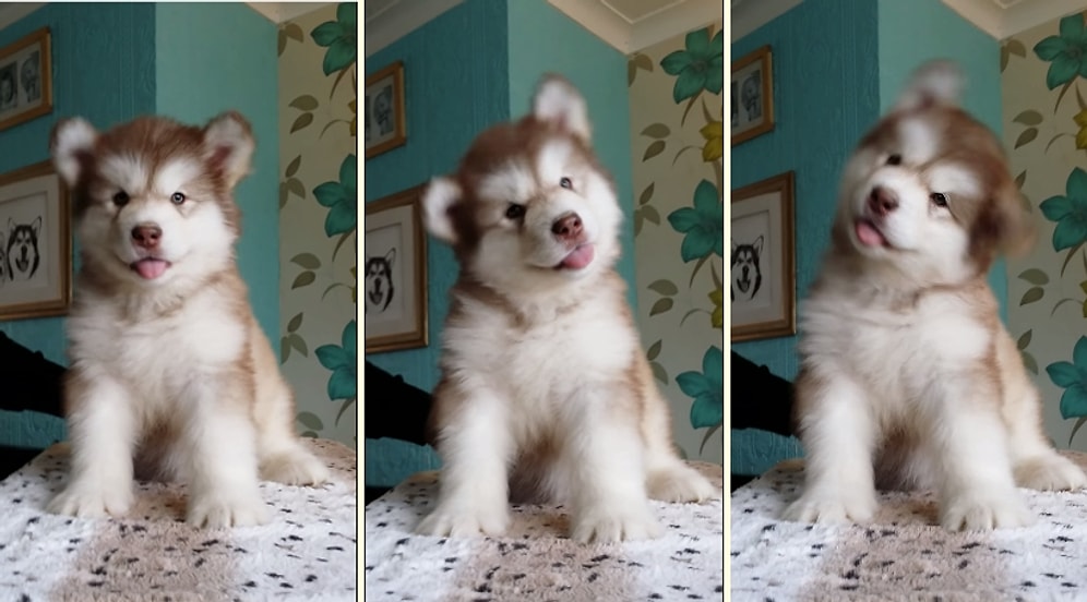 Dili Dışarıda Kafasını Sağa Sola Sallayan Şapşal Köpek