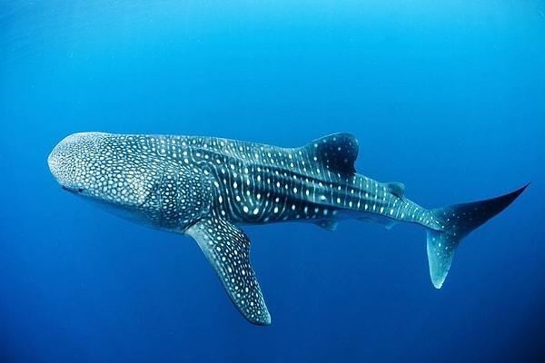 14. Balina köpekbalığı