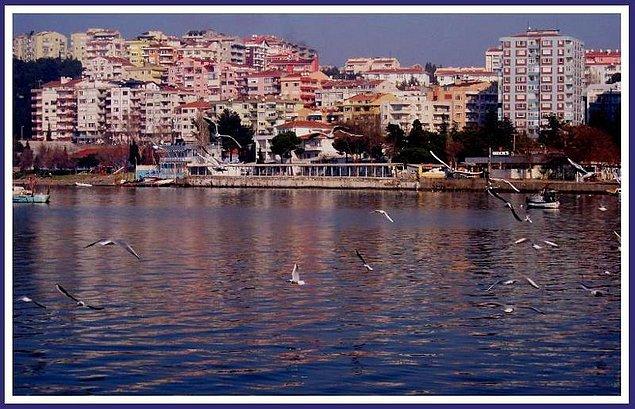 22. İzmir ve İstanbul'un martılarını özleyeceklere: Çanakkale martıları