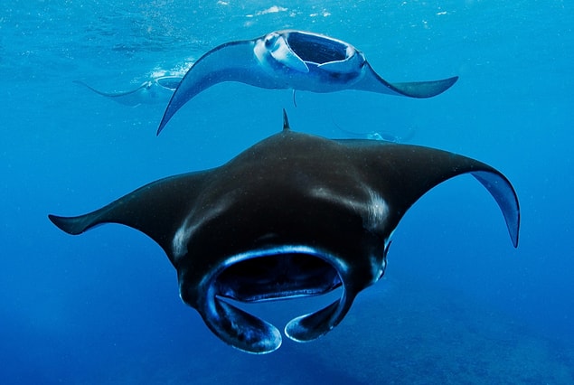 20. Manta vatozu