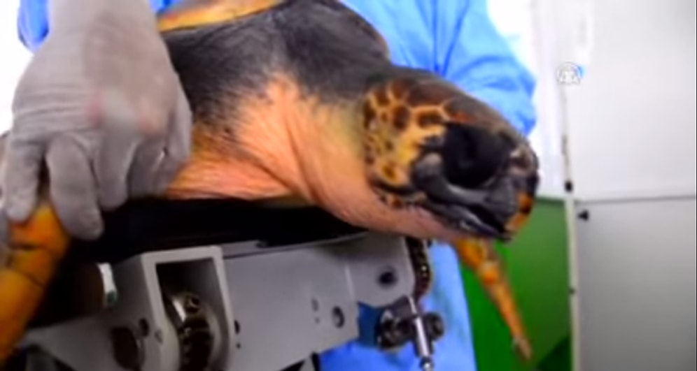 3 Boyutu Çene Proteziyle Yaşama Tutunan Deniz Kaplumbağası