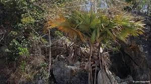 2. İntihar palmiyesi (Tahina spectabilis)