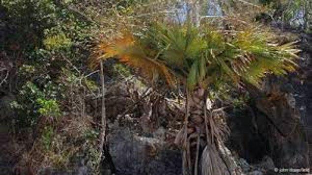2. İntihar palmiyesi (Tahina spectabilis)