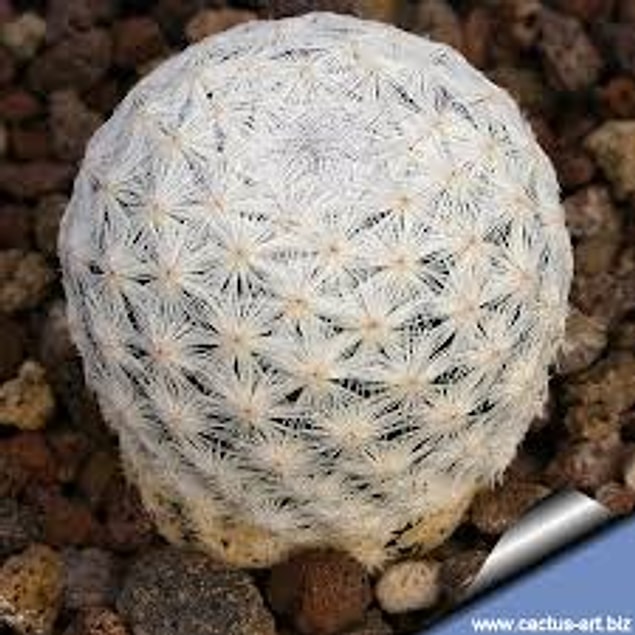 4. Golf topu (Mammillaria herrerae)