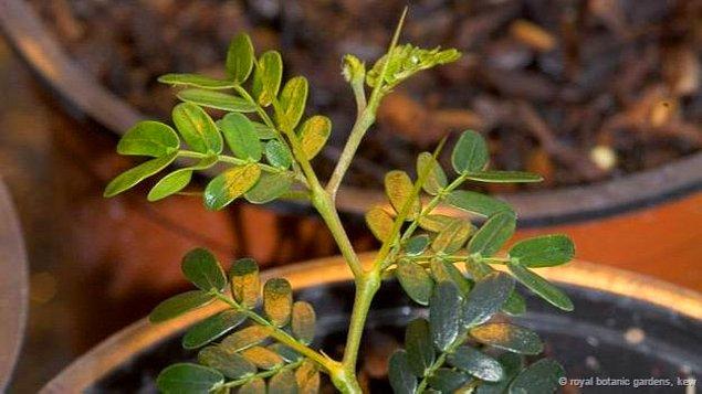 7. Acacia anegadensis