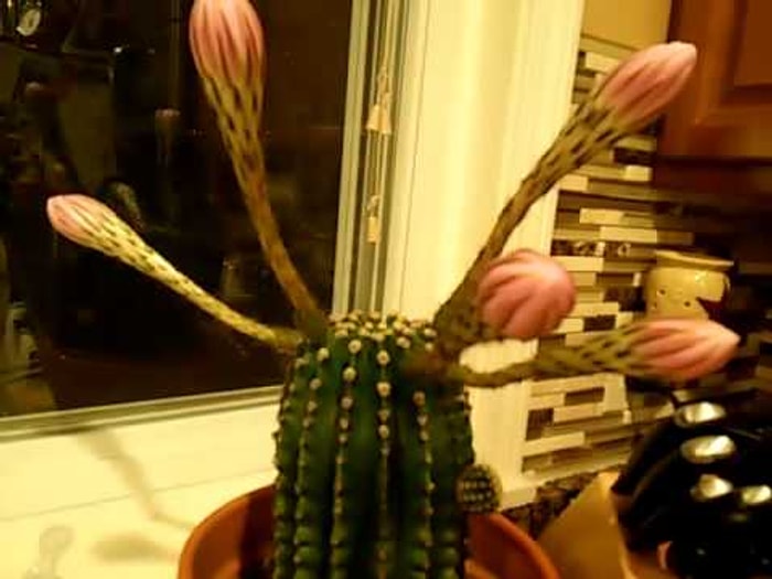 Sadece İki Günlük Güzellik ve Çok Değerli