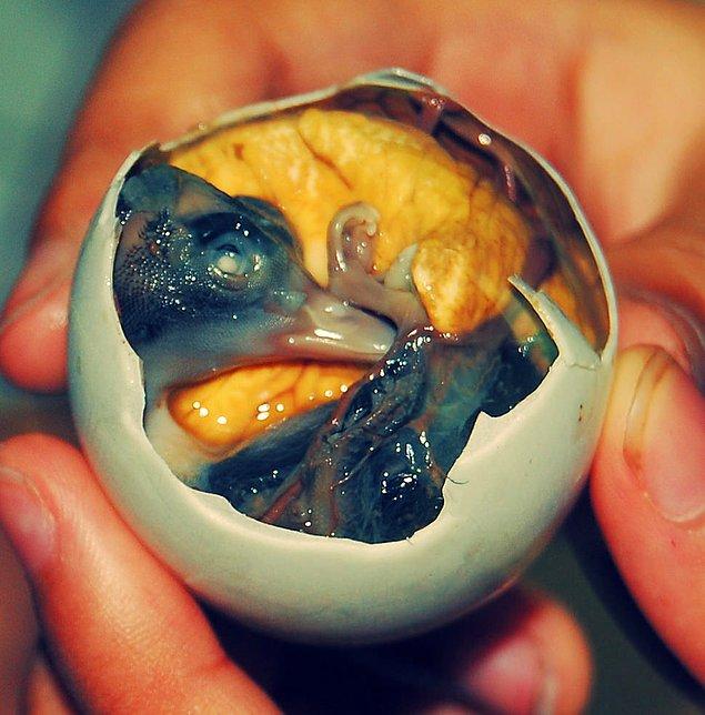 Yarı gelişmiş ördek yavrusu yumurtası - Filipinler