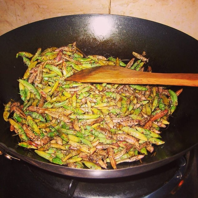 Tava Çekirge - Uganda