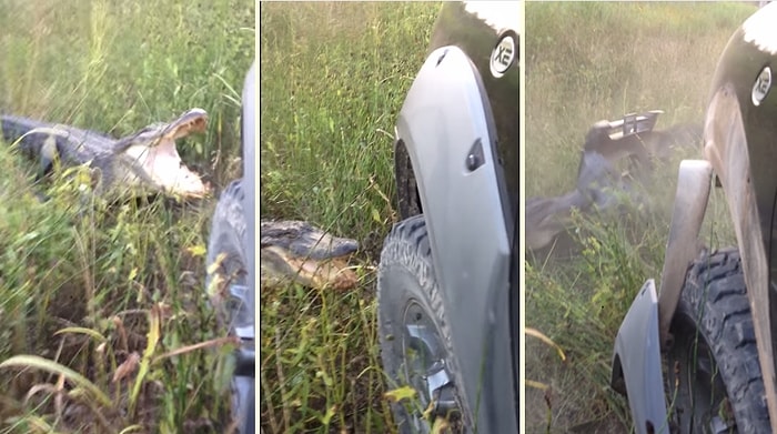 Üzerine Gelen Arazi Aracının Tamponunu Parçalayan Timsah