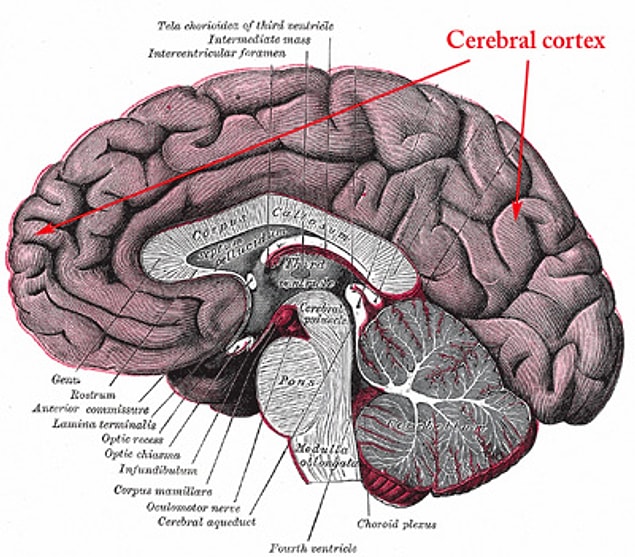 3. Serebral Korteks