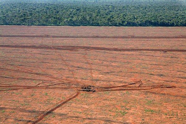14. Tarım için verilen yerler kullanılmayarak, her geçen gün onlarca orman katlediliyor ve yeni tarım alanları açılıyor.
