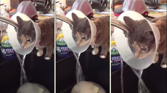 Kafasındaki Huni ile Kendine Has Su İçme Şekli Bulan Uyanık Kedi