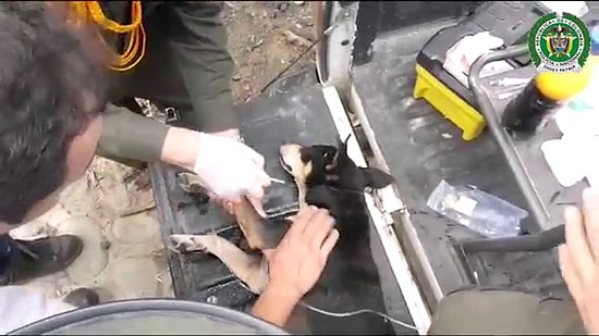 Akıntıya Kapılan Köpeği Kurtaran İyi İnsanlar