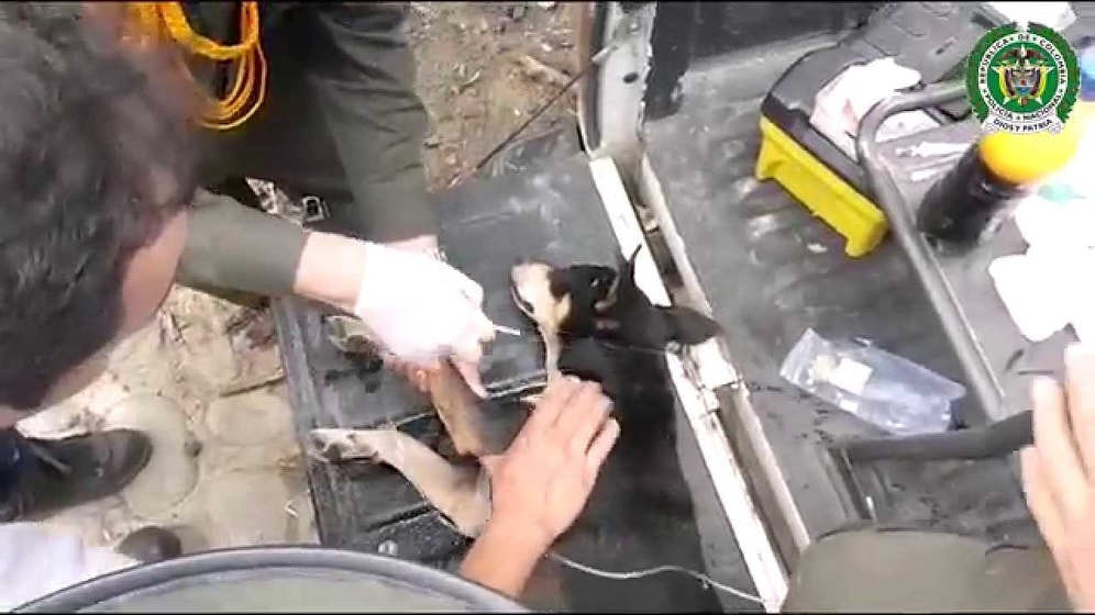 Akıntıya Kapılan Köpeği Kurtaran İyi İnsanlar