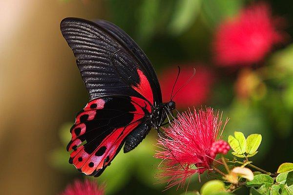 6. Güzel kelebek isteyen, çirkin tırtılı ezmemeli.