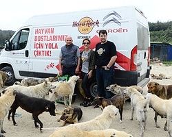 Hard Rock Cafe Istanbul’da Artan Yemekler Bolluca Hayvan Barınağına Veriliyor