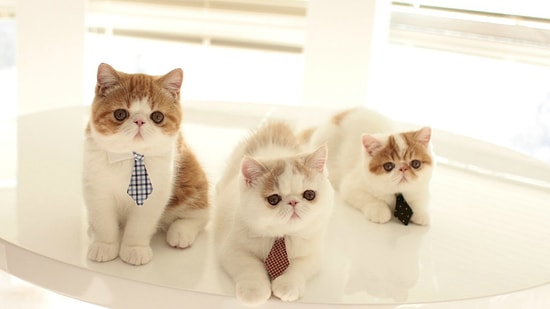 Utangaçlıktan Yer Yarılsa da İçine Girsem Diye Hazır Bekleyen 23 Exotic Shorthair