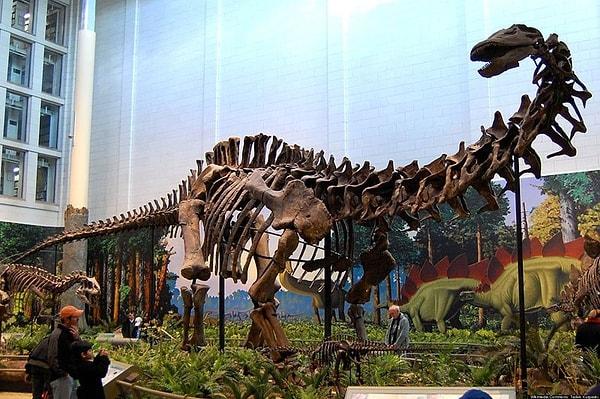 5. Brontosaurus gerçekten vardı