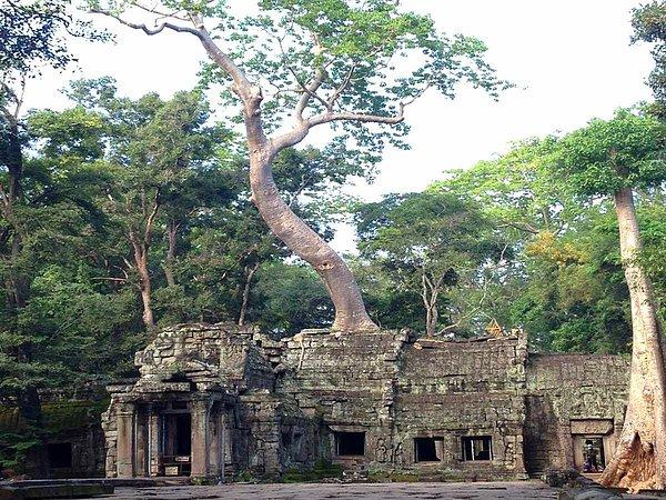 2. Daha sonra Ta Phrom Tapınağı'nı duyan Budnick, Kamboçya'ya geçti.