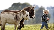 Dünyanın En Minnoş Hayvanlarından Biri: Minyatür Eşekler
