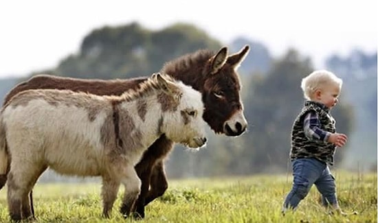 Dünyanın En Minnoş Hayvanlarından Biri: Minyatür Eşekler