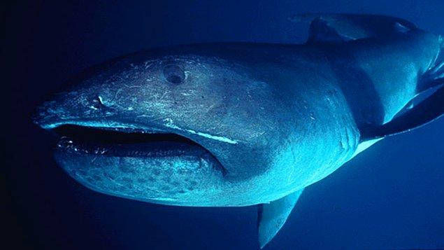 5. Dev Ağızlı Köpekbalığı