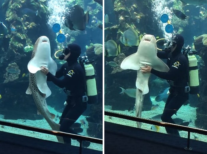 Adeta Bir Köpek Gibi Göbeğini Okşatan Köpek Balığı