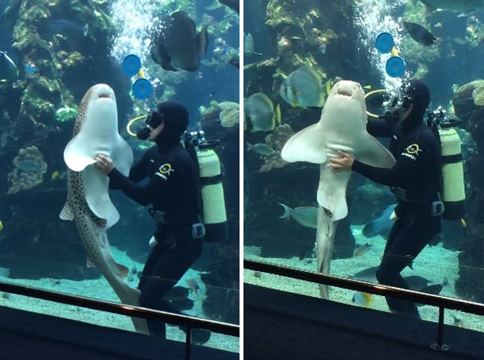 Adeta Bir Köpek Gibi Göbeğini Okşatan Köpek Balığı