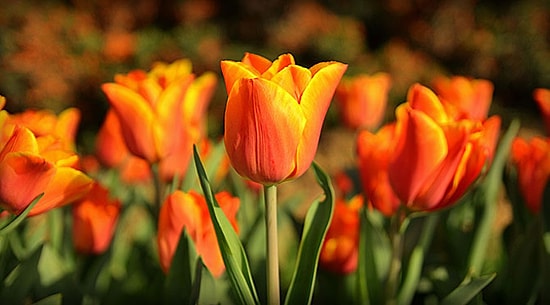 9 Yılda Kamu Kurumlarında Çiçek ve Yemeğe Harcanan Para 1.2 Milyon Kişinin Maaşına Denk