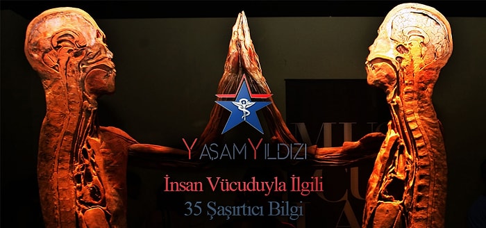 İnsan Vücuduyla İlgili 35 Şaşırtıcı Bilgi