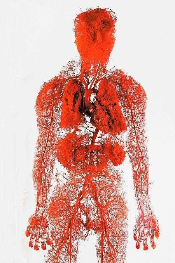12. Vücudumuzdaki damarların toplam uzunluğu 96 bin kilometredir.
