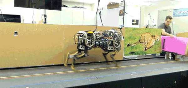 Hem Koşan Hem de Zıplayan 'Robot Çita' Geliştirdiler