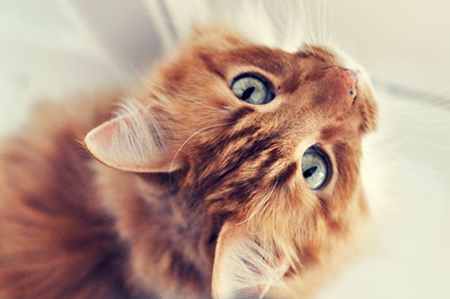 Kedi!
