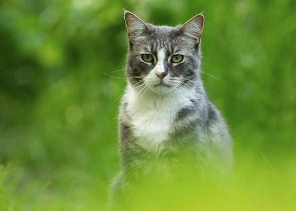 8. Ev kedileri serbest olsa da, yabani kedilerden daha az ve evin yakınlarında geziyor.