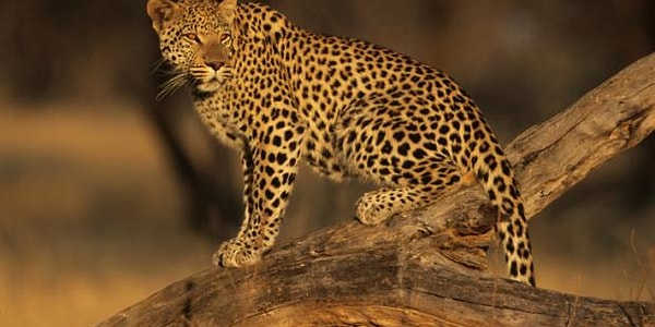 Gizemli vahşi kedi - siyah jaguar: açıklama, yaşam alanları Gizemli vahşi kedi - siyah jaguar: açıklama, yaşam alanları