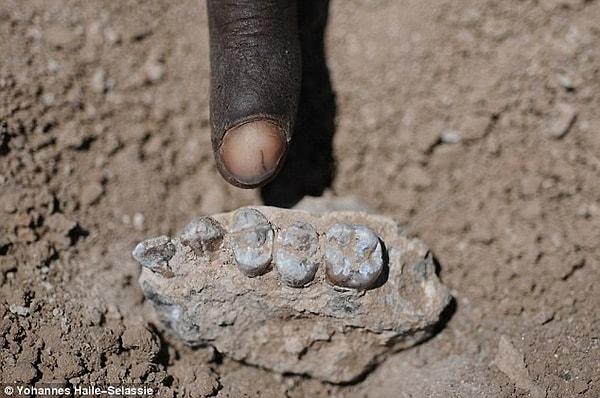 6. Etiyopya’da Yeni Bir İnsan Atası Türü Australopithecus Deyiremeda Keşfedildi