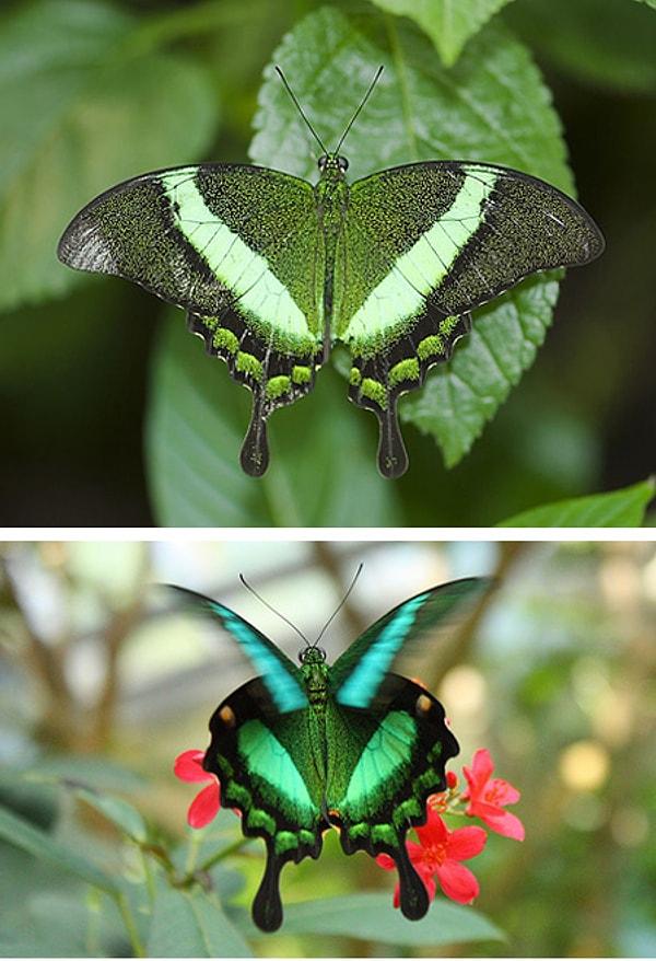 6. Papilio Palinurus