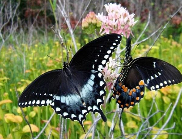 22. Papilio Troilus