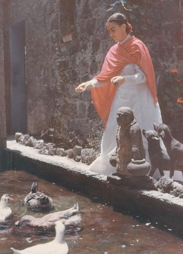 Frida ve ördekleri, 1948-49