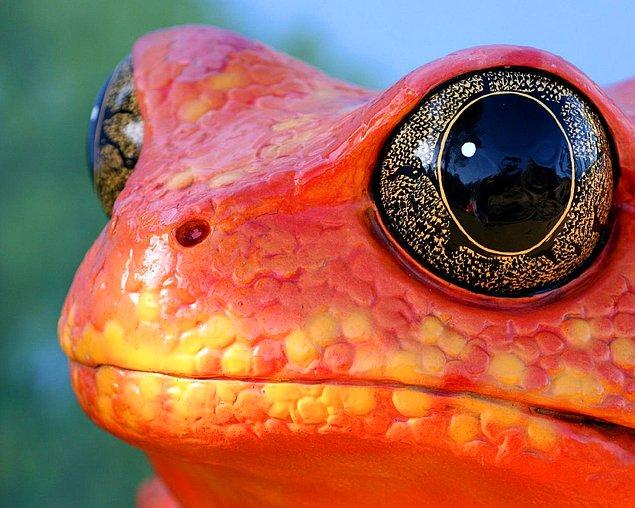 4. Onun gözleri yeter insana kurbağaları sevdirmeye :)